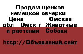 Продам щенков немецкой овчарки › Цена ­ 10 000 - Омская обл., Омск г. Животные и растения » Собаки   